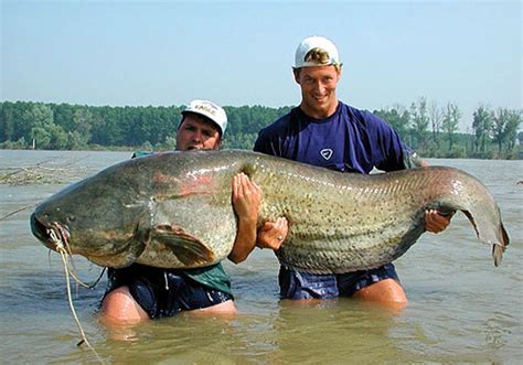 大型魚類|世界一大きい魚・世界一でかい魚｜世界最大級10種の魚たち